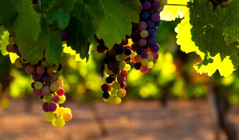 vigne blog vinsanjou Vins d'Anjou